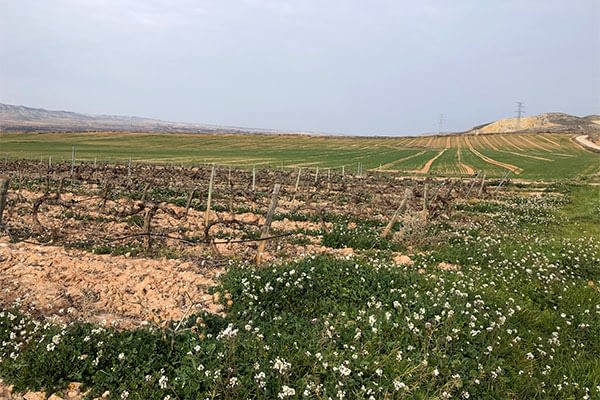 Recorriendo la tierra del Vino de las Piedras